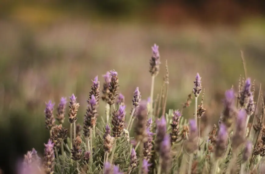 5 usos da Lavanda para você implementar na sua rotina